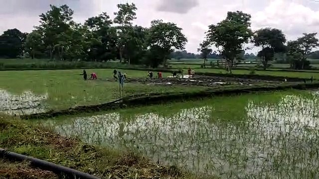 धान की हुई 25 प्रतिशत बोवनी , मक्का पहुंची 50 प्रतिशत से अधिक