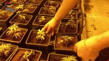 Pomezia, scoperte due maxi piantagioni di cannabis. 11 in manette