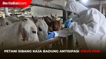 Petani Sibang Kaja Badung Antisipasi Virus PMK