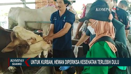 Descargar video: Pastikan Terhindar dari PMK, Petugas Cek Kesehatan Hewan Kurban yang Akan Dijual