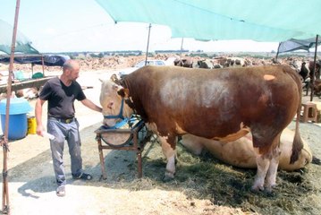 Tekirdağ hayvan pazarındaki 1 tonluk boğaya 75 bin lira fiyat