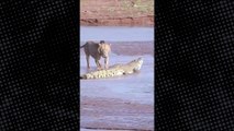Timsah ve aslan suda karşı karşıya geldi! Doğanın iki kabadayısının kavgası