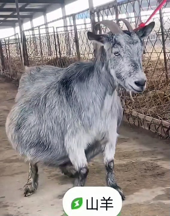 Ma_Sha_Allah_Ki_Shaan_Nigerian_Dwarf_Gave_Birth_To_5_Kids_✨(720p)