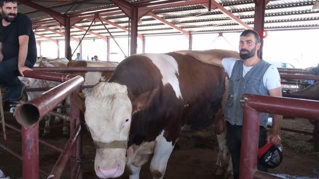 Kurban pazarında arefe yoğunluğu: 1 ton 200 kilogramla pazarın en büyük hayvanı Paşa alıcısını bekliyor