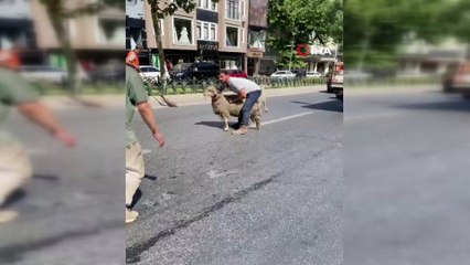 Kaçan ilk kurbanlık haberi geldi: Fatih'te kovalamaca