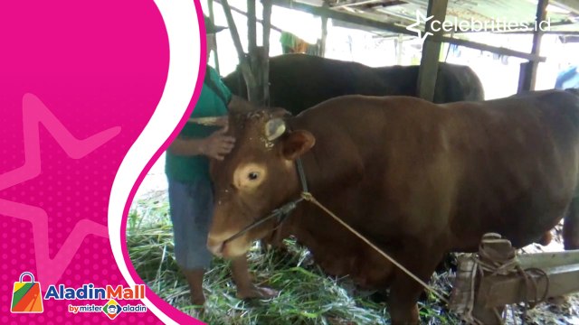 Danurekso, Sapi Kurban Berjenis Limosin Seberat 1,1 Ton Pilihan Presiden Jokowi