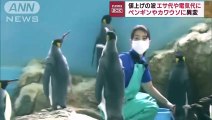 Japonya'da enflasyon, hayvanları da vurdu: Yemleri değişen penguen ve su samurları, ucuz yemi yemedi