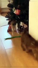 Funny cat videos  cute animals  funny cats shorts