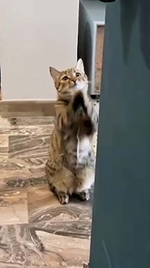 ⁣Cats,Funny Cats,Cute Cats, Cats Meowing,Funny Cat Videos,Cute Cat videos,_OMG Cute & Funny Cats