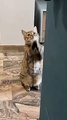 Cats,Funny Cats,Cute Cats, Cats Meowing,Funny Cat Videos,Cute Cat videos,_OMG Cute & Funny Cats