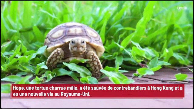 Une tortue à trois pattes a été équipée de roues