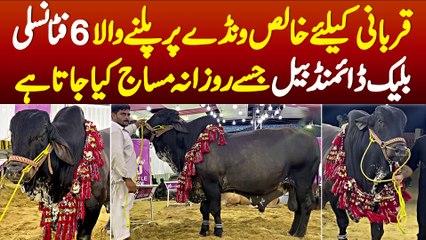 Qurbani Ke Liye Khalis Wanda Par Palne Wala Black Diamond Bail - Jise Rozana Massage Kiya Jata Hai
