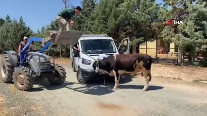 Gaziantep'te "kurban yakalama timi" kaçan danayı yakaladı