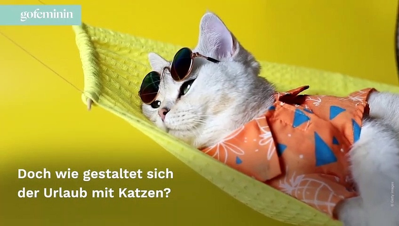 Mit Katzen reisen: So wird's für alle stressfrei!