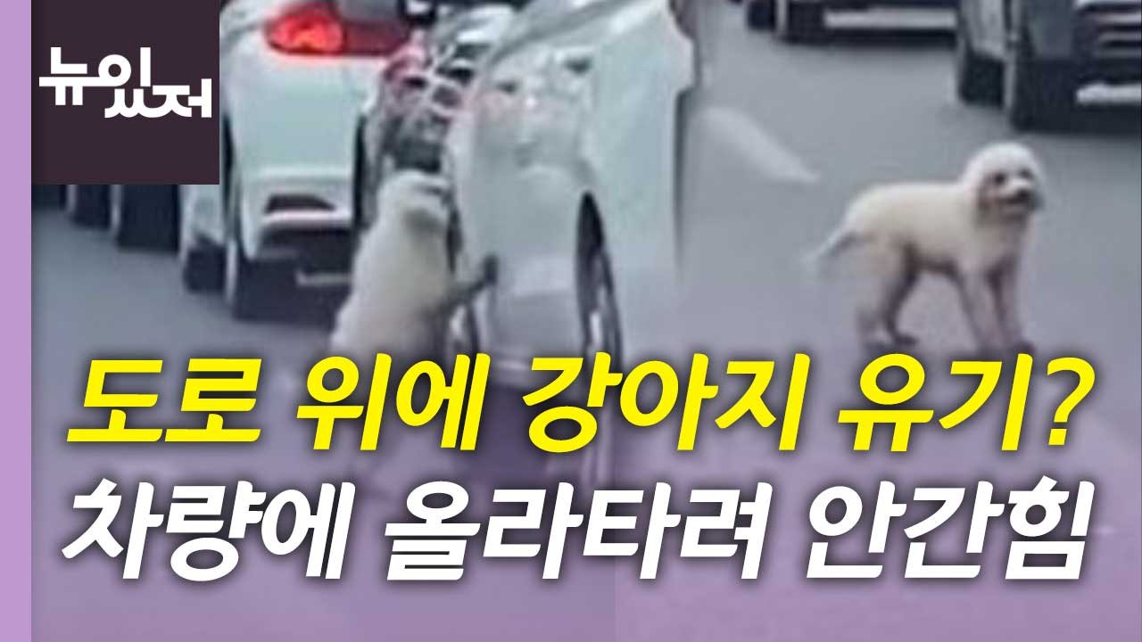 [뉴있저] "와 여름이다!" 동해안 해수욕장 개장...오늘 세 컷 / YTN