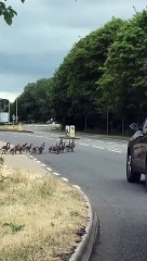 Family of geese crossing busy Milton Keynes road