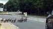 Family of geese crossing busy Milton Keynes road