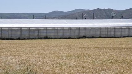 Bilimsel çalışmalara açtığı serasında yöreye uygun 6 çeşit çilek üretiyor