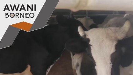 Hari Raya Aidiladha | Harga lembu meningkat ekoran kos makanan mahal