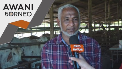 Hari Raya Aidiladha | Jualan lembu mahal sedikit namun tempahan meningkat