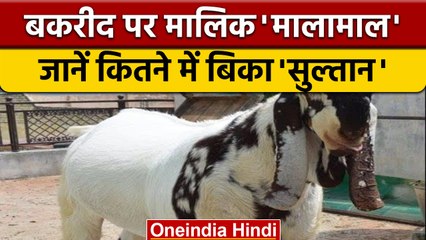 Bakrid  2022: बकरे ने मालिक को किया मालामाल, जानें कितने में बिका 'सुल्तान' | वनइंडिया हिंदी *News