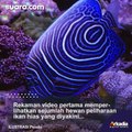 Tutorial Menjanda! Istri Ini Nekat Goreng Ikan Hias Peliharaan Suami