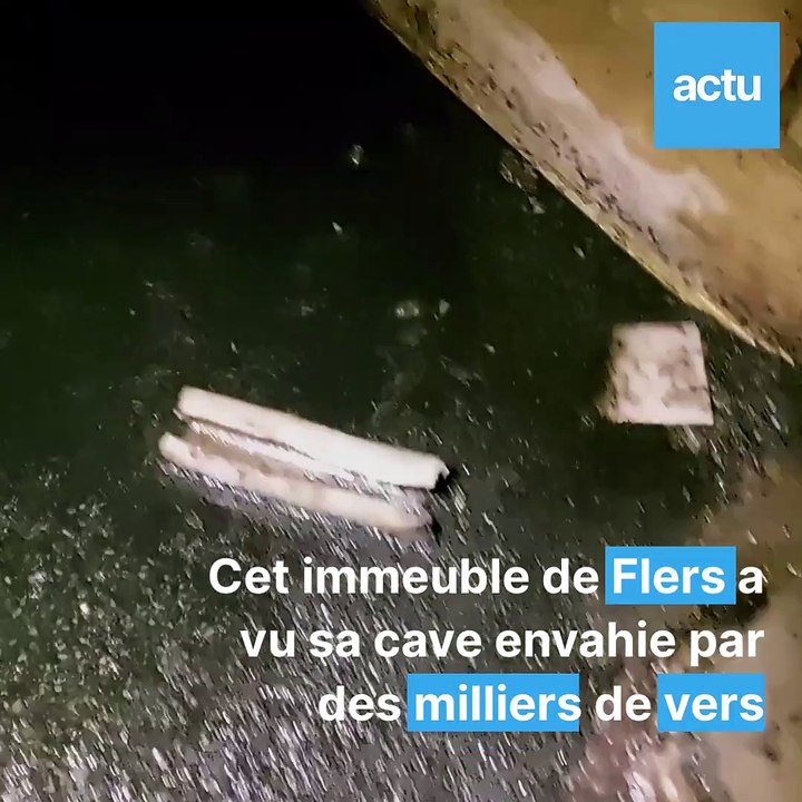 Une cave d'un immeuble de Flers infestée de vers