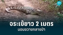 ตะลึง! พบจระเข้ยาว 2 เมตร นอนขวางกลางป่า | เข้มข่าวค่ำ | 8 ก.ค. 65