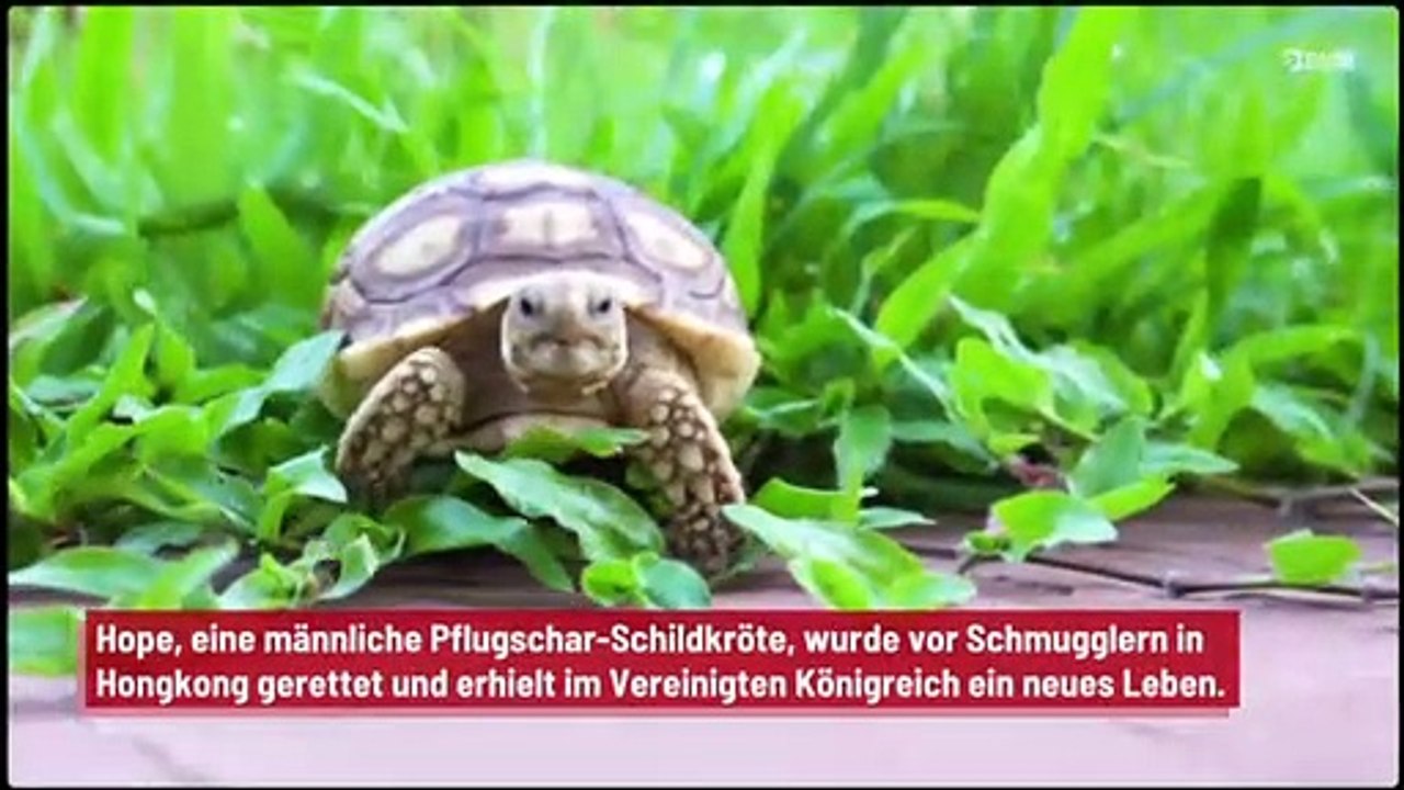 Dreibeinige Schildkröte mit einem Satz Räder ausgestattet