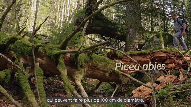 Étape 7 - Parc naturel régional des Ballons des Vosges