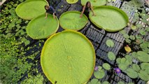 The world's largest water lily species has been under our noses for over 170 years (PHOTOS)