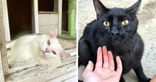 États-Unis : une Tiktokeuse découvre deux chats errants dans son jardin, ses abonnés l'aident à leur donner une vie meilleure