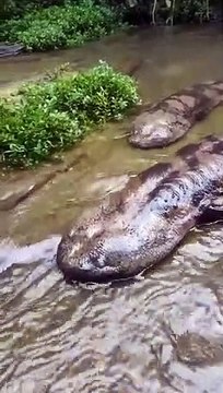 Ces salamandres géantes