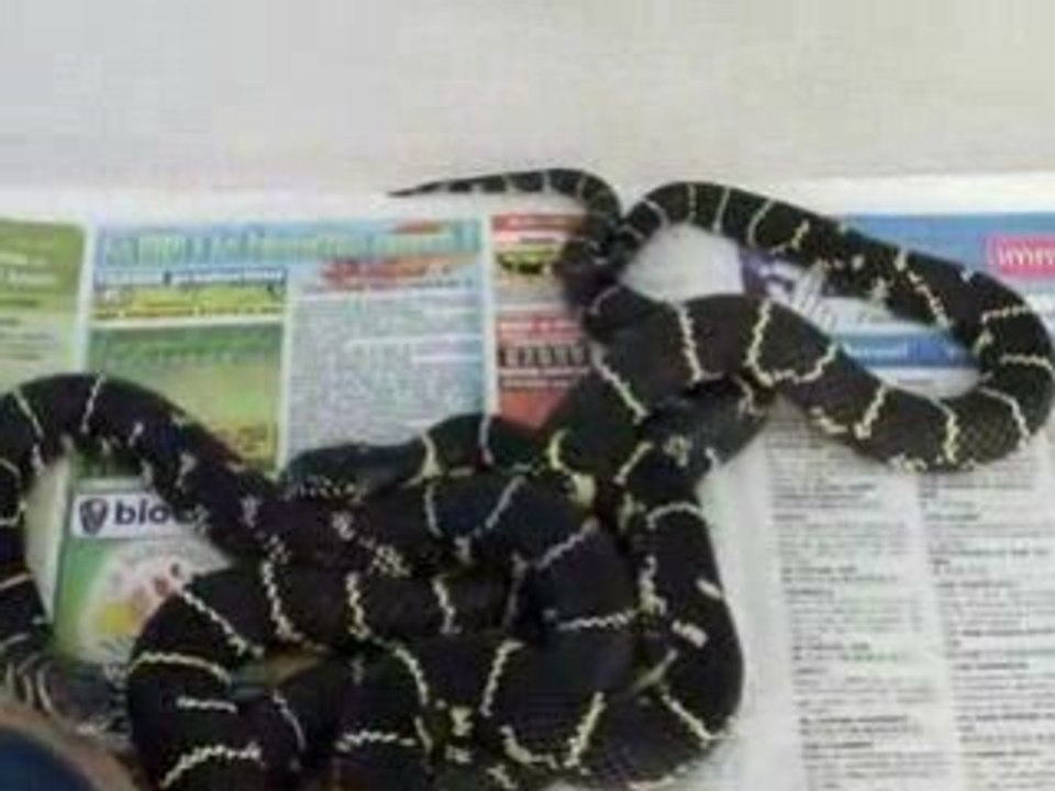 ophiophagie entre 2 serpents roi de l'Est