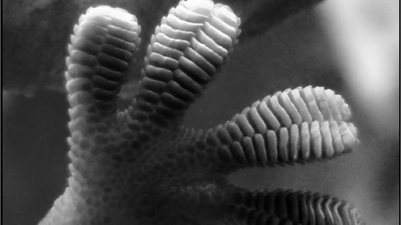 Des images ultra-précises révèlent un secret du gecko pour grimper aux murs