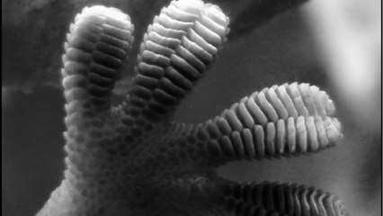 Des images ultra-précises révèlent un secret du gecko pour grimper aux murs
