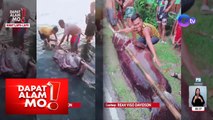 Giant lapu-lapu, namataan sa laot ng Antique! | Dapat Alam Mo!
