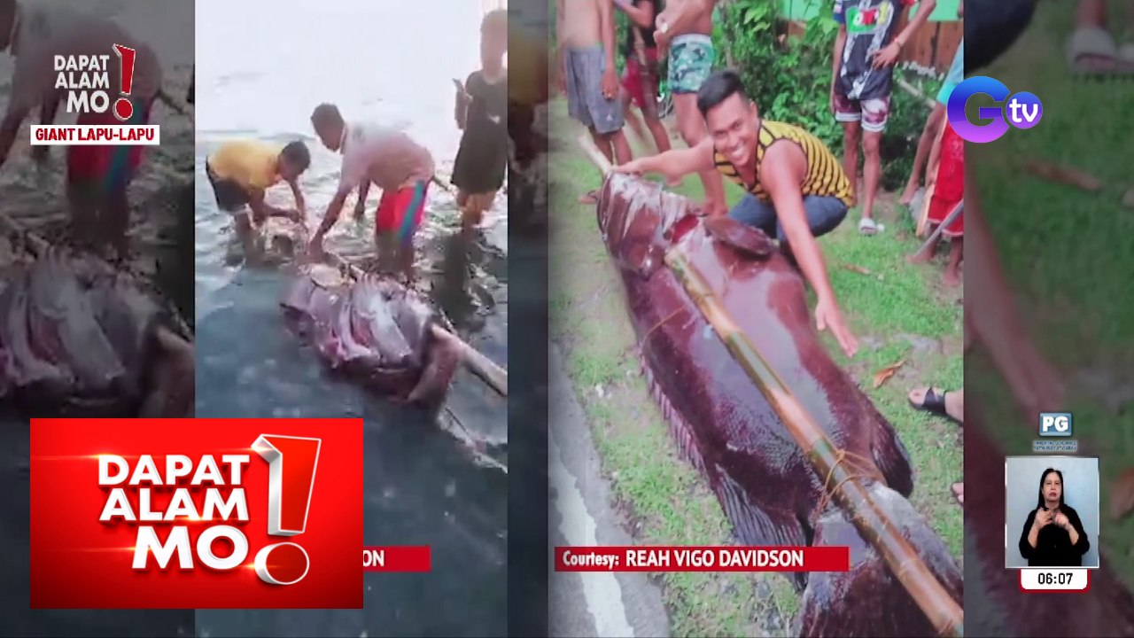 Giant lapu-lapu, namataan sa laot ng Antique! | Dapat Alam Mo!