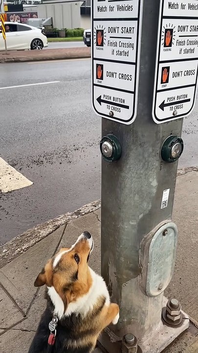 Corgi Wants to Push the Button