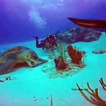 Voici la plus grande tortue jamais filmée