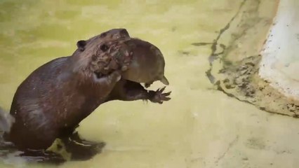 Ce bébé castor va être puni par maman... baignade interdite