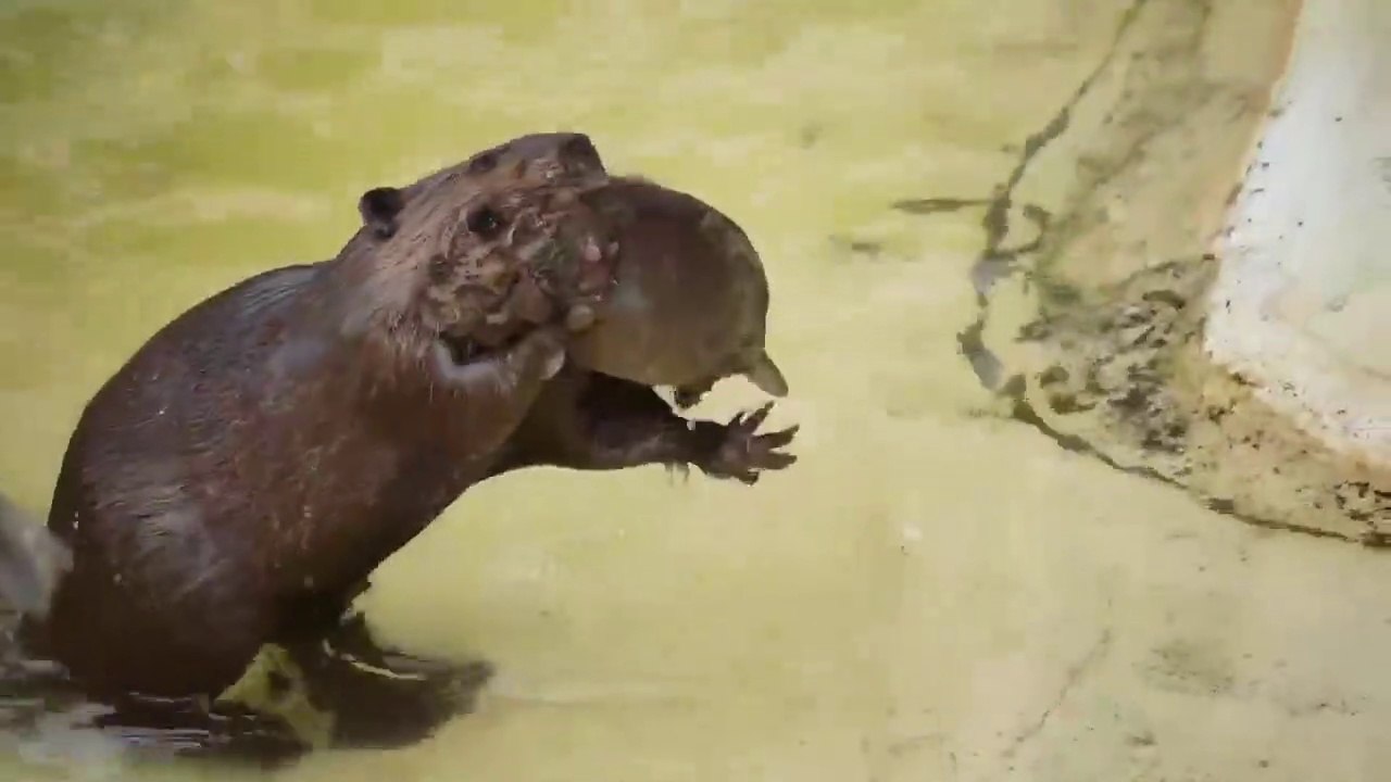 Ce bébé castor va être puni par maman... baignade interdite