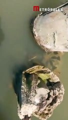 Anaconda ataca a un guía de turistas mientras recorría un río en Brasil