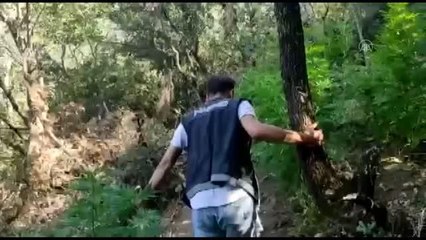 Son dakika haberi... Ödemiş'te uyuşturucu operasyonu