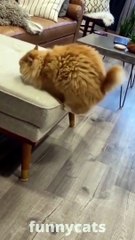 Best_Funny_Animal_Videos_2022__-_Funniest_Cats_And_Dogs__Videos__||_Part_2__#Shorts_#cats_#dogs