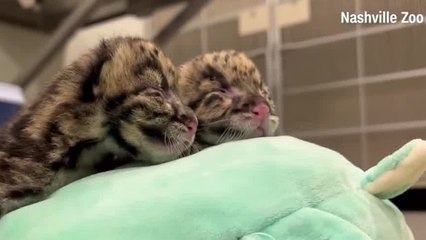 Nashville Zoo welcomes leopard cubs