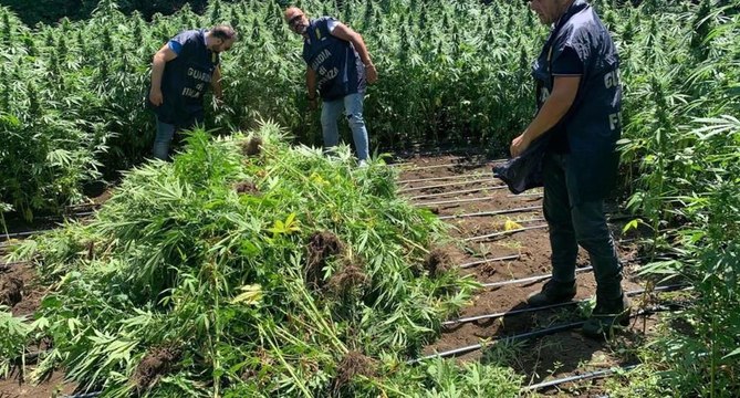 Sequestrata piantagione di marijuana nel Vesuviano: arrestato 20enne 08.07.22)