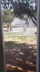 3-3 Video de ataque de avispas en El Paso