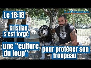En Toscane, un berger défend son troupeau grâce à la « culture du loup »