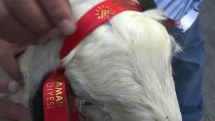 Sürpriz kurbanlık duygulandırdı